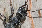 Bull Ant (Myrmecia piliventris) (Myrmecia piliventris)